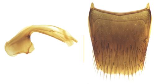 Réf. 343 081 : Aleochara spissicornis